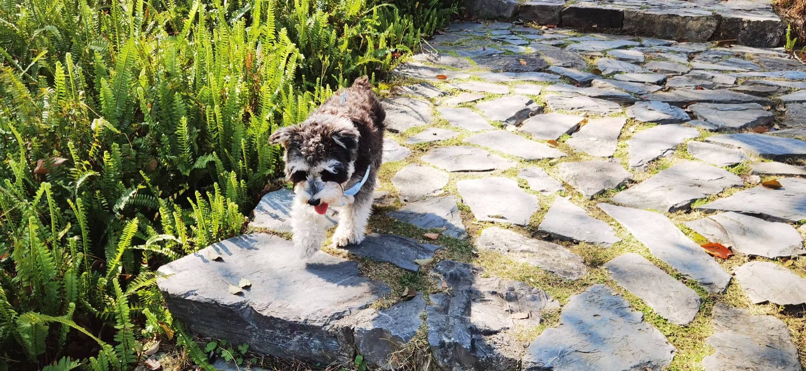 Oreo walking on a sunny stone path